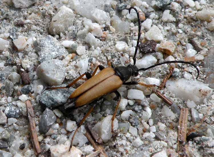 Alosterna tabacicolor?  No, Stictoleptura rubra